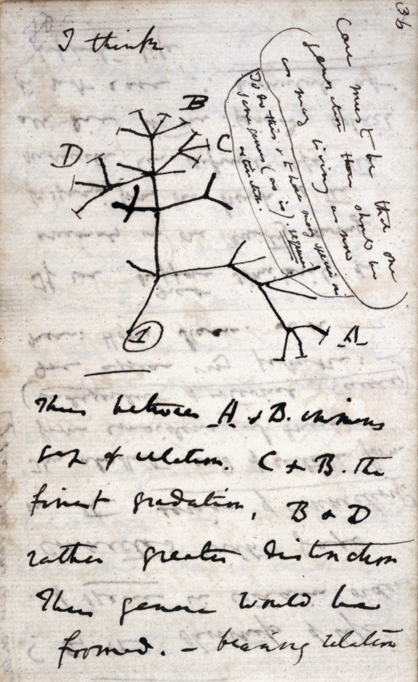 Darwin's hand-drawn branching 'tree of life' diagram from Notebook B, headed by the words 'I think'