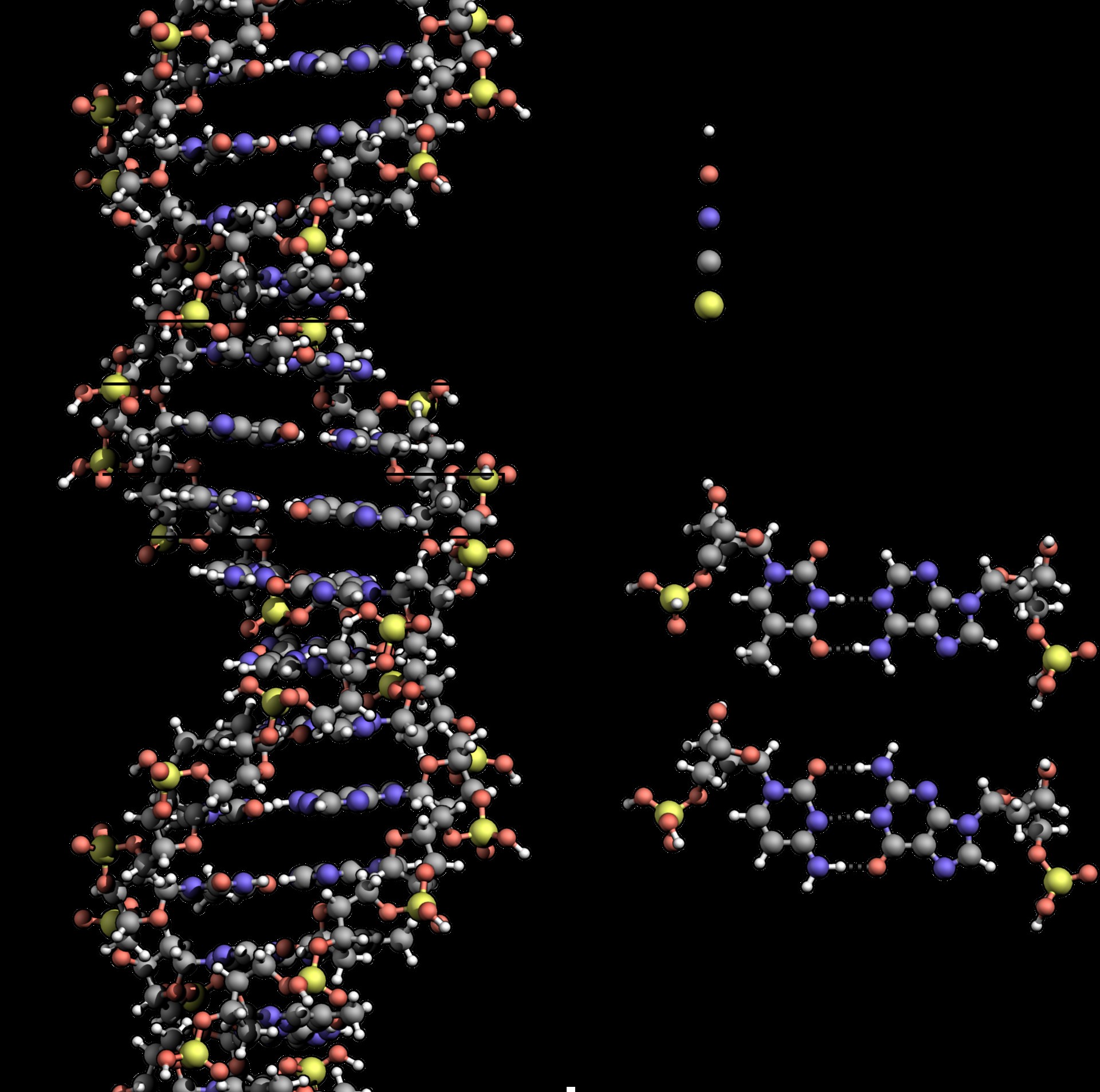 Labelled diagram of the DNA double helix showing base pairing and the sugar-phosphate backbone