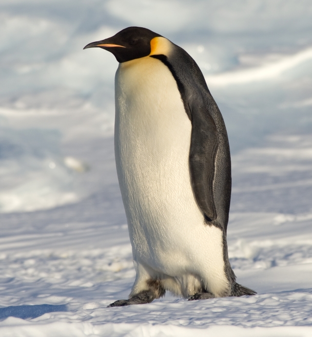 Emperor penguin standing on Antarctic ice