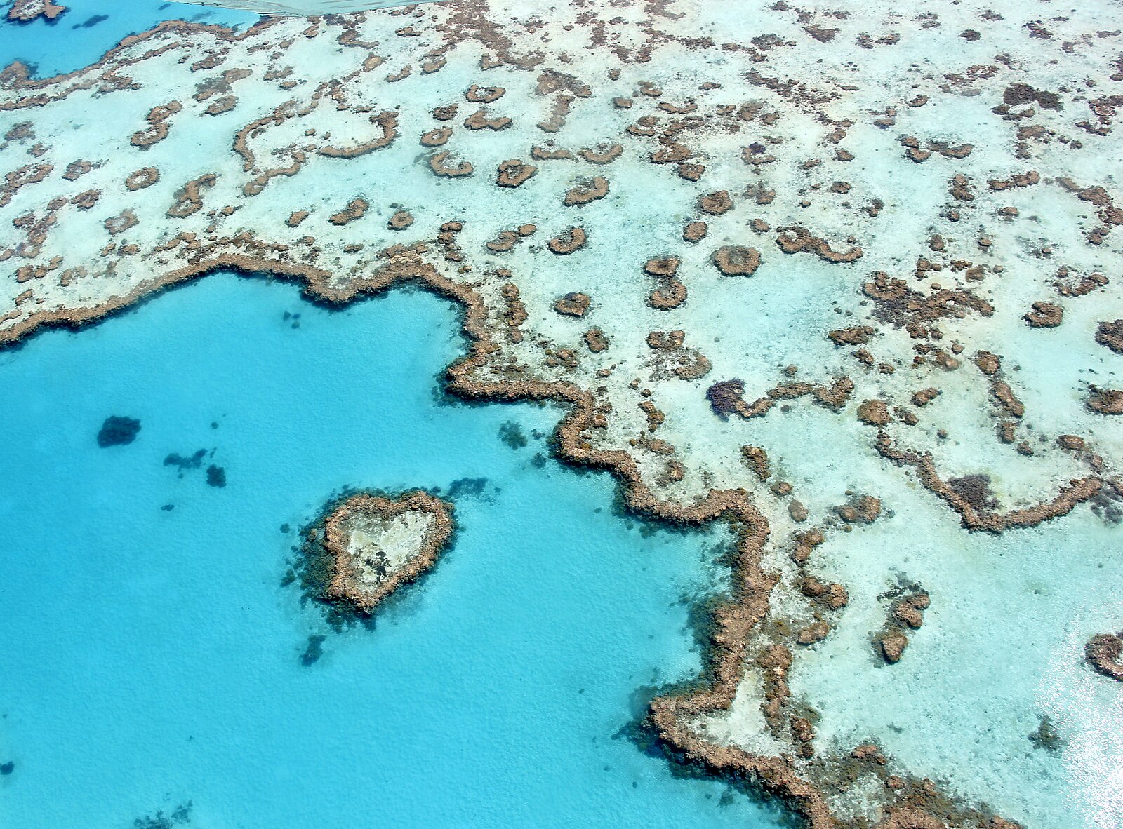 Aerial view of Heart Reef, a heart-shaped coral bommie near the Whitsundays