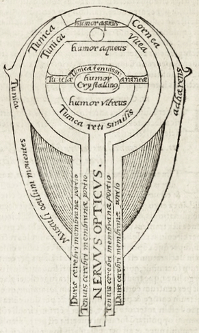 Diagram of the eye and the visual system from the 1572 Latin edition of Ibn al-Haytham's Book of Optics
