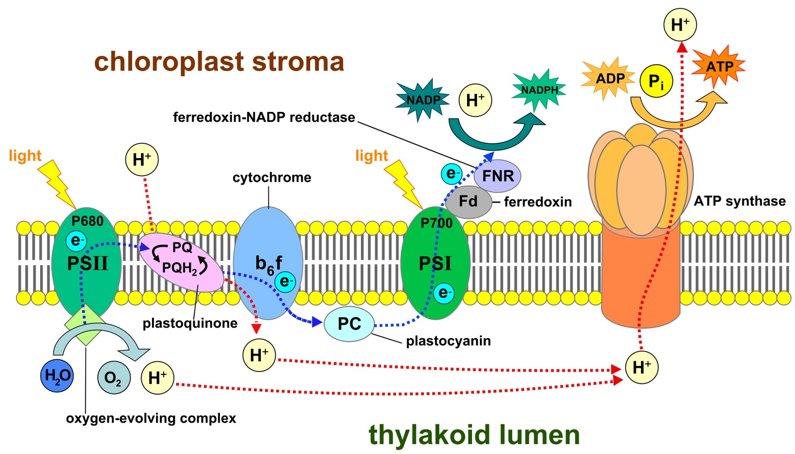 Labelled diagram of the thylakoid membrane showing photosystem II, photosystem I, the electron transport chain and ATP synthase